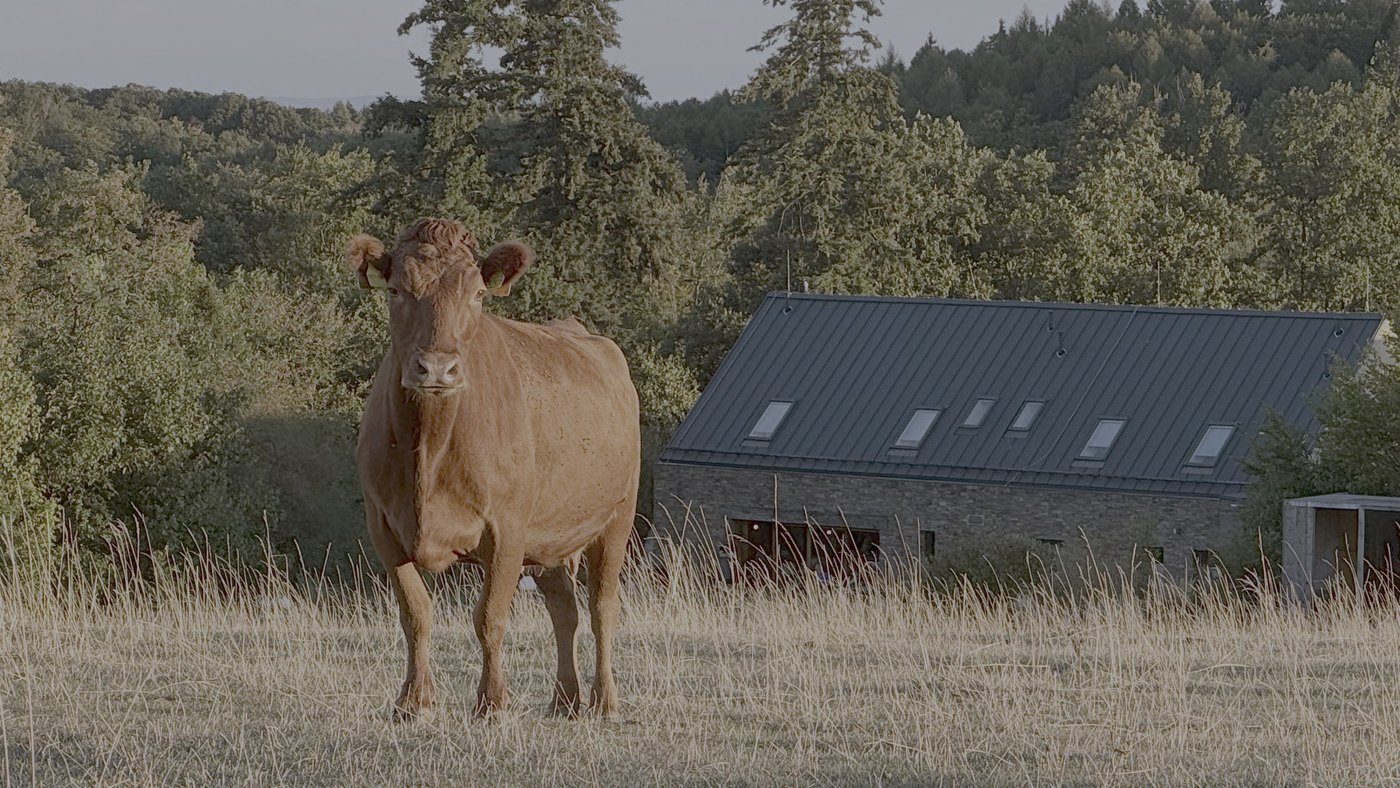 Kráva plemene Dexter na pastvině nad Zikmundovem